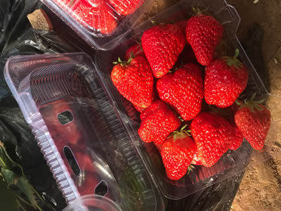 草莓采摘园样品