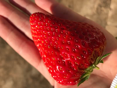 采摘草莓样品