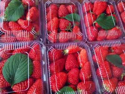 草莓采摘盒装样品