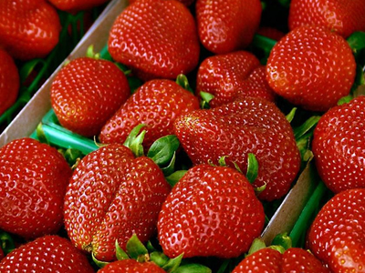 草莓采摘园采摘草莓